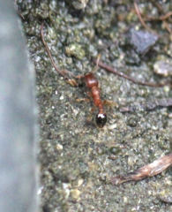 Tetramorium bicarinatum