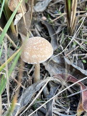 Psathyrella pennata