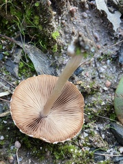 Psathyrella pennata