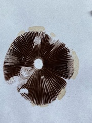 Psathyrella pennata