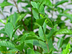 Cephonodes hylas