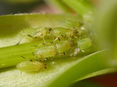 Periphyllus testudinaceus