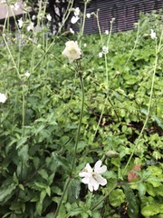 Silene latifolia