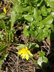 Ficaria verna