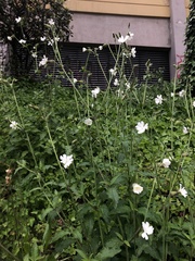 Silene latifolia