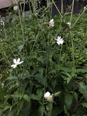 Silene latifolia