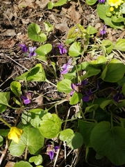Viola odorata