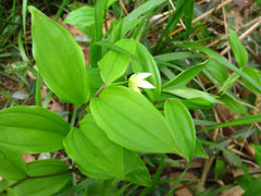 Disporum smilacinum
