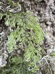 Hymenophyllum multifidum