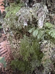 Hymenophyllum multifidum