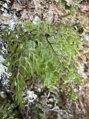 Hymenophyllum multifidum
