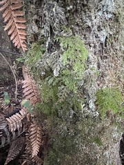 Hymenophyllum multifidum