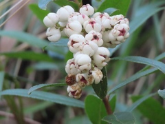 Gaultheria appressa