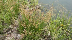 Juncus exsertus