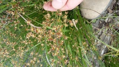 Juncus exsertus