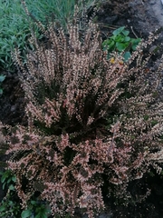 Calluna