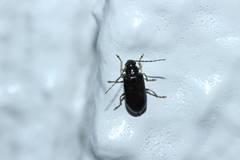 Luperus moorii