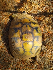Testudo hermanni