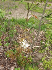 Amelanchier ovalis