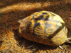 Testudo hermanni