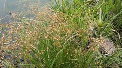 Juncus exsertus