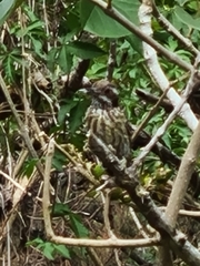 Yungipicus maculatus