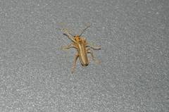 Lycocerus vitellinus