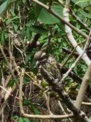 Yungipicus maculatus