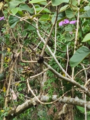 Yungipicus maculatus
