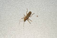 Lycocerus vitellinus