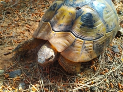 Testudo hermanni