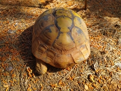 Testudo hermanni