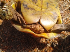 Testudo hermanni