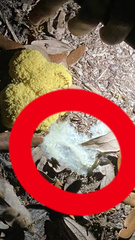 Sclerotinia sclerotiorum