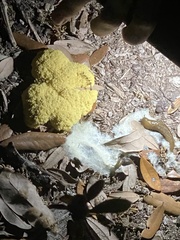Sclerotinia sclerotiorum