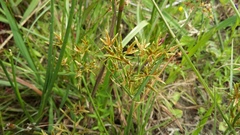 Cyperus sphaerospermus