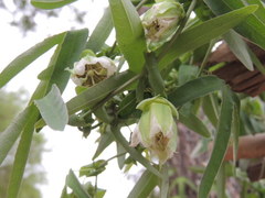 Passiflora tucumanensis
