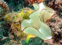 Teichonopsis labyrinthica