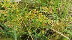 Cyperus sphaerospermus