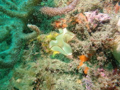 Teichonopsis labyrinthica