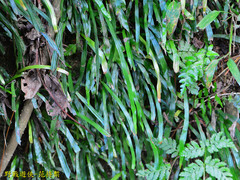 Haplopteris anguste-elongata