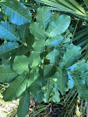 Dysoxylum