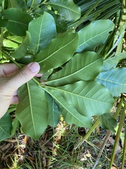 Dysoxylum