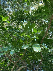 Dysoxylum