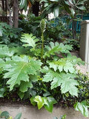Acanthus mollis
