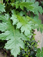 Acanthus mollis