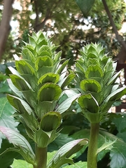 Acanthus mollis