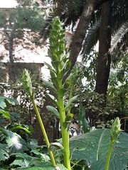 Acanthus mollis