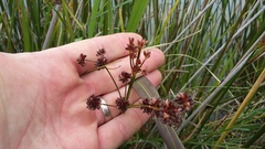 Juncus oxycarpus