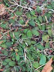 Mazus novaezeelandiae